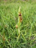 Ophrys maritima